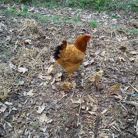 农家乐 耶希尔巴彻简易别墅农家乐 - 阿萨普艾维勒 *