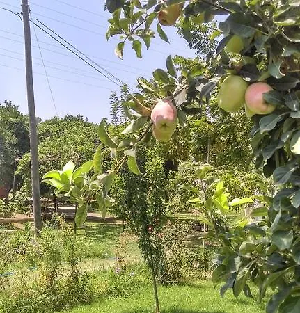 Yesil Bahce Bungalow - Ahsap Evler